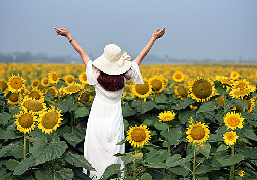 向日葵,花海,中的,美女,背影