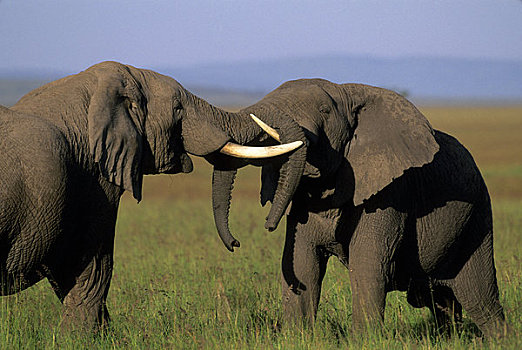 肯尼亚,马赛马拉,草地,大象,雄性动物,雄性,打斗