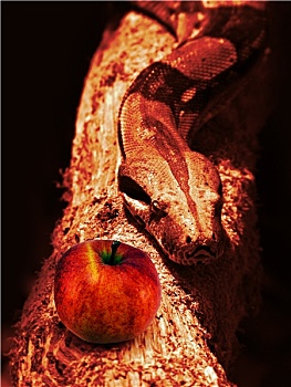 蛇,红苹果