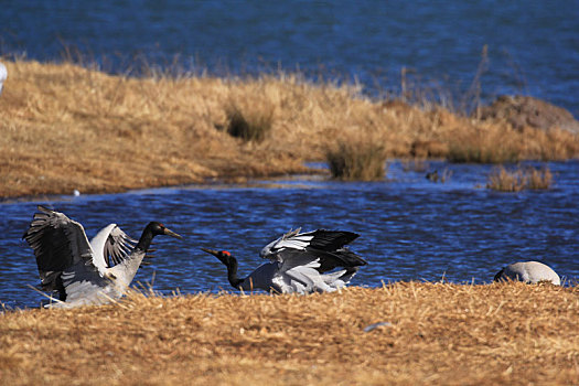 蓝色湖中嬉戏的两只黑颈鹤