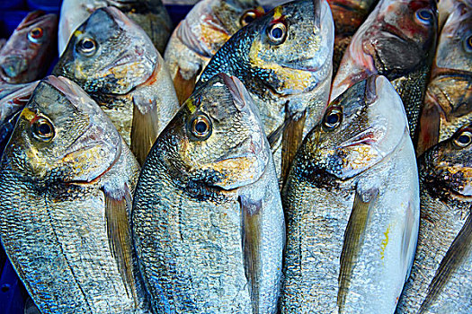 鱼肉,一堆,排列,地中海