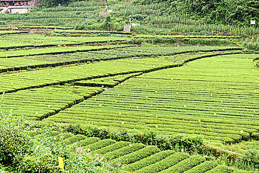 茶园茶叶风景风光