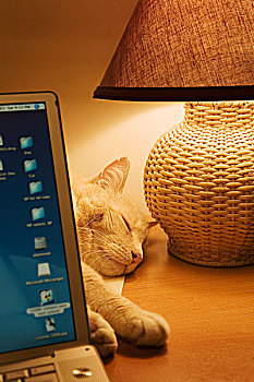 猫,睡觉,书桌,后面,笔记本电脑