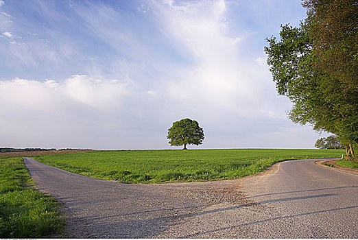 道路,橡树