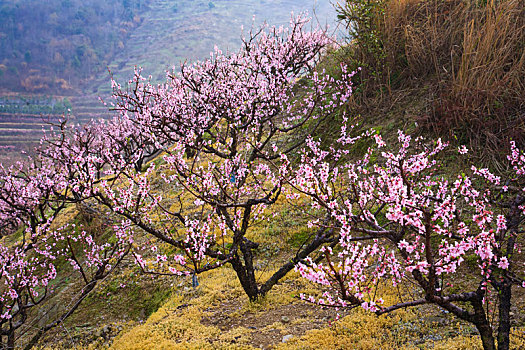 桃花,粉色,春天,山林