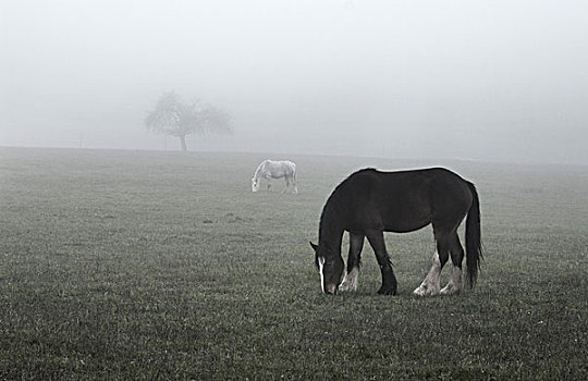 两个,马,雾