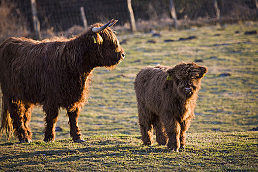 苏格兰,高原牛,草场,小,幼兽,动物