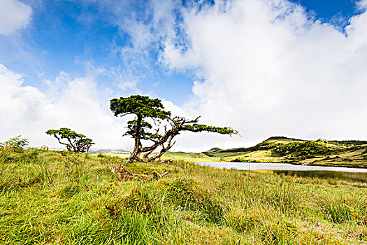 风,本土动植物,树,石南,石南科灌木,云,攀升,背景,皮库岛,亚速尔群岛,葡萄牙
