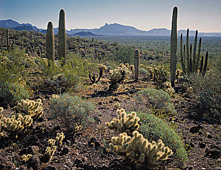 索诺拉沙漠,植被,树形仙人掌,器官,仙人掌,管风琴仙人掌国家保护区,亚利桑那,大幅,尺寸