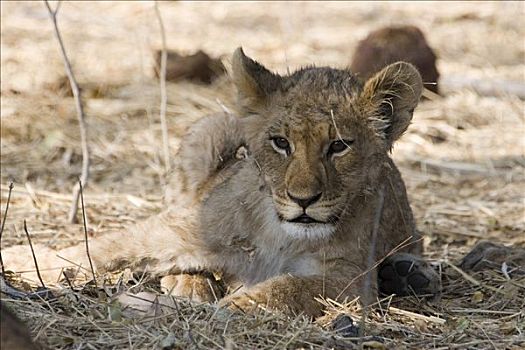 幼狮,狮子,莫瑞米,野生动植物保护区,博茨瓦纳,非洲
