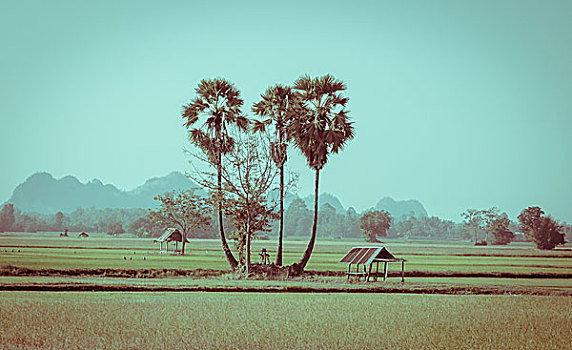 糖,棕榈树,小屋,稻田,泰国