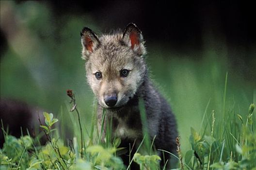 大灰狼,狼,幼仔,咀嚼,青草,北美