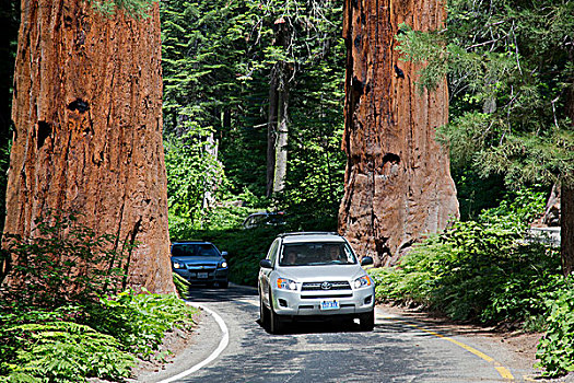 汽车,开车,两个,巨大,美洲杉,树,公路,国家,公园,加利福尼亚,美国