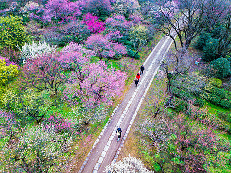 航拍南京梅花山