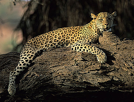 豹,休息,树上,卡拉哈迪大羚羊国家公园,卡拉哈里沙漠,南非,非洲