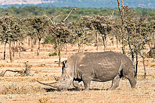 黑犀牛,自然保护区,肯尼亚,非洲