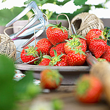 新鲜,草莓,厨用线,园艺工具