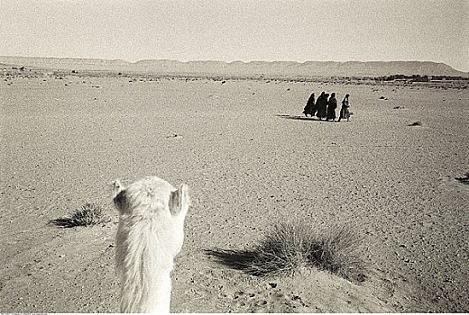 骆驼,看,扎古拉棉,摩洛哥