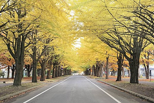 银杏,树,北海道,大学