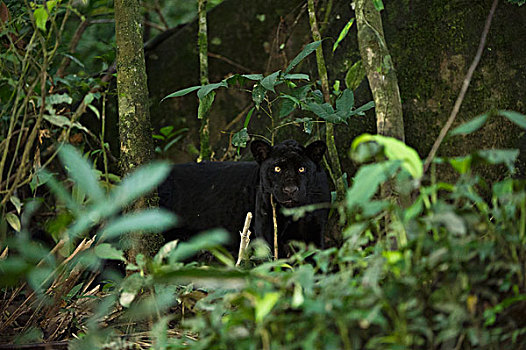 美洲虎,美洲豹,暗色,彩色,阶段,黑豹,国家公园,亚马逊雨林,厄瓜多尔