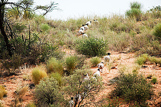 绵羊,跑,排列,非洲农村,纳米比亚