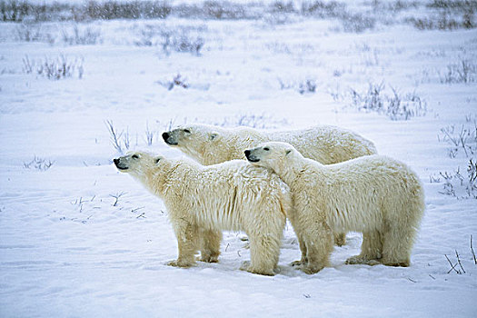 三个,极地,熊,雪,加拿大