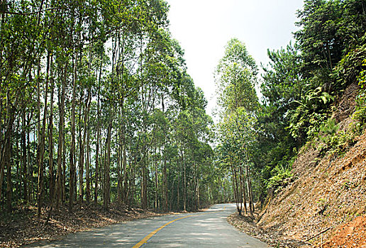 乡村,道路,树