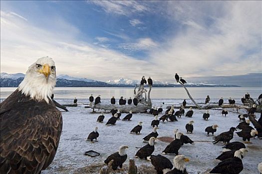 白头鹰,喂食,肯奈半岛,阿拉斯加,冬天
