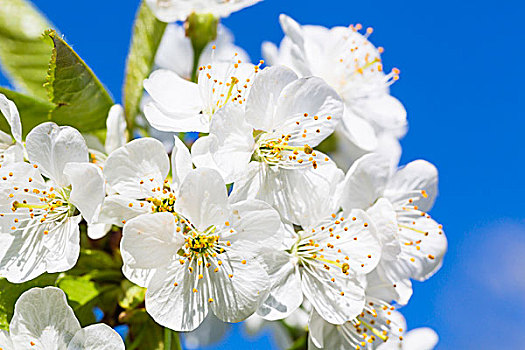 特写,白色,樱花,蓝天,德国