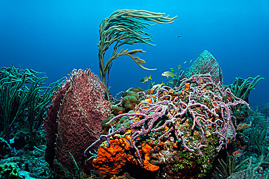 繁茂,礁石,珊瑚,多样,彩色,海绵,小,多巴哥岛,斯佩塞德,特立尼达和多巴哥,小安的列斯群岛,加勒比海
