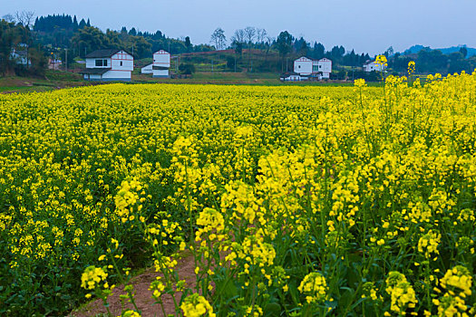 围子村油菜花