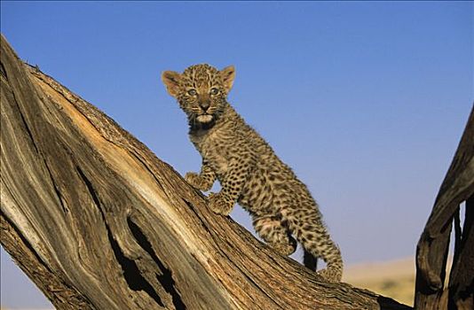 豹,幼兽,非洲