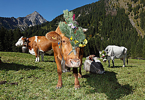 装饰,母牛,赶牛,高,山谷,提洛尔,奥地利,欧洲