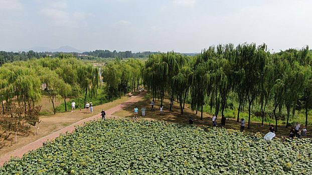 山东省日照市,数万株向日葵迎风绽放,游客徜徉花海打卡感受环境巨变