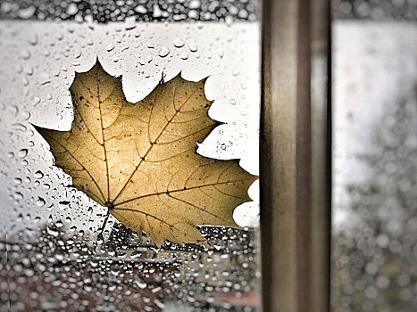 雨,秋天,叶子,棍,湿,窗户