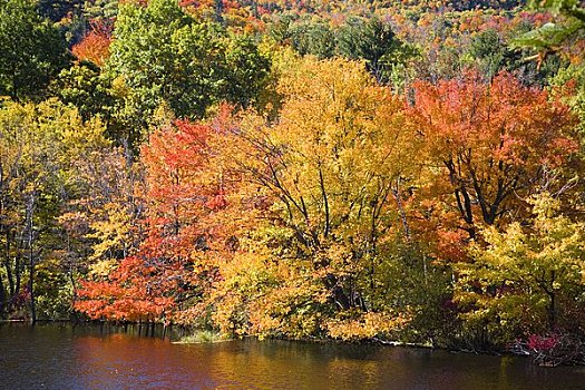 秋天,树,湖,佛蒙特州,美国