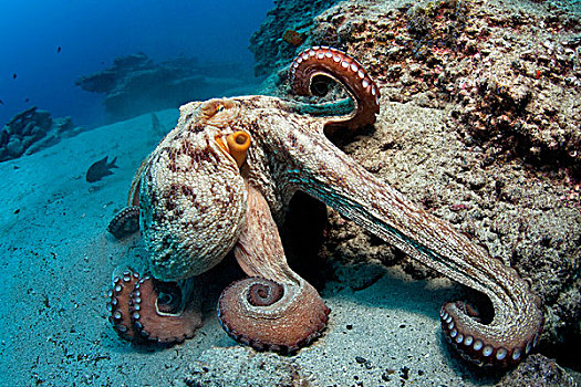 常见章鱼,真蛸,富埃特文图拉岛,加纳利群岛,水下