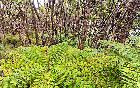树林,桫椤,国家公园,南部地区,新西兰,大洋洲