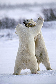 两个,北极熊,玩