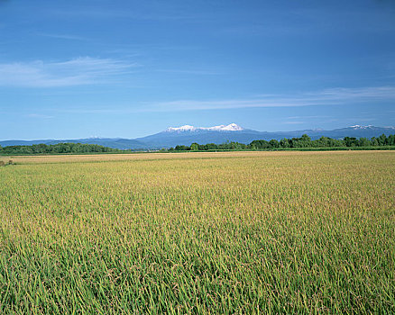 稻米,山