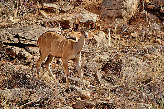 大捻角羚,桑布鲁野生动物保护区,肯尼亚