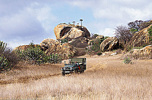 坦桑尼亚,公园,塞伦盖蒂,四驱车,探索,大草原