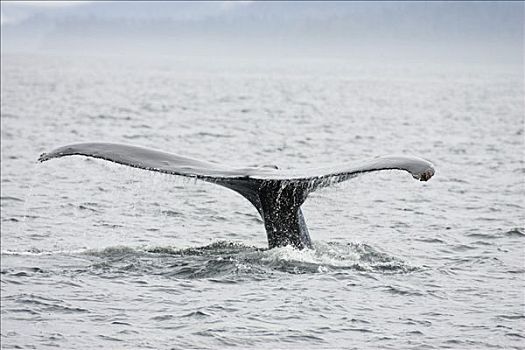 驼背鲸,鲸尾叶突,大翅鲸属,鲸鱼,美国