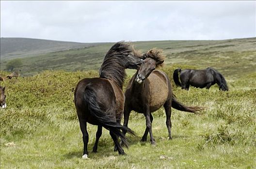 达特姆尔高原,小马,争执,国家公园,德文郡,英格兰