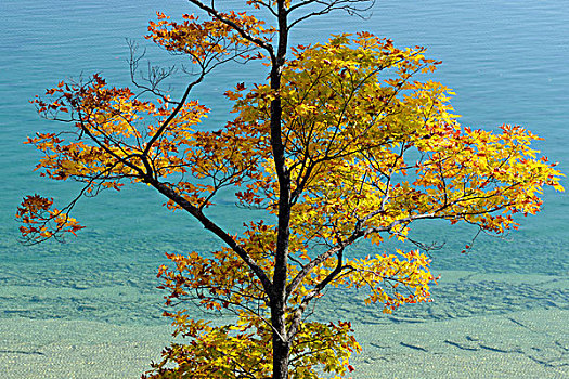 枫树,岸边,湖,岛屿,安大略省,加拿大