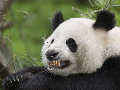 大熊猫,俘获,幼兽,牙齿,中国