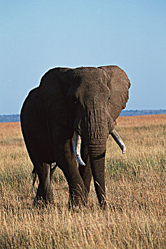 肯尼亚,马赛马拉国家保护区,非洲,灌木,大象,非洲象,大幅,尺寸