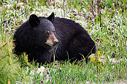 黑熊,美洲黑熊,北方针叶林,靠近,安大略省,加拿大