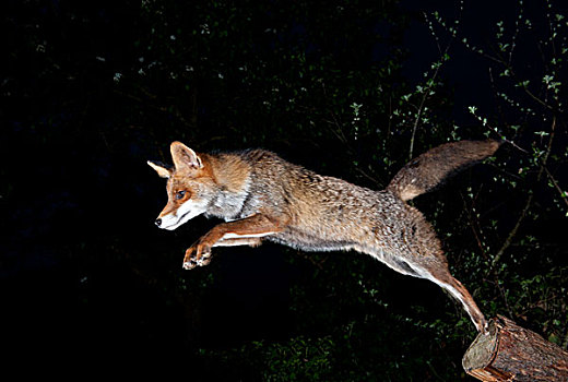 跳跃,狐狸