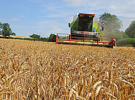 小麦,丰收,斯坦福德郡,英格兰,英国,欧洲